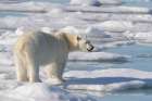 Norway, Svalbard. Close-up of polar bear male on ice floe. Coastal Print